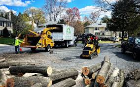 Professional  Tree Services in West Park, FL